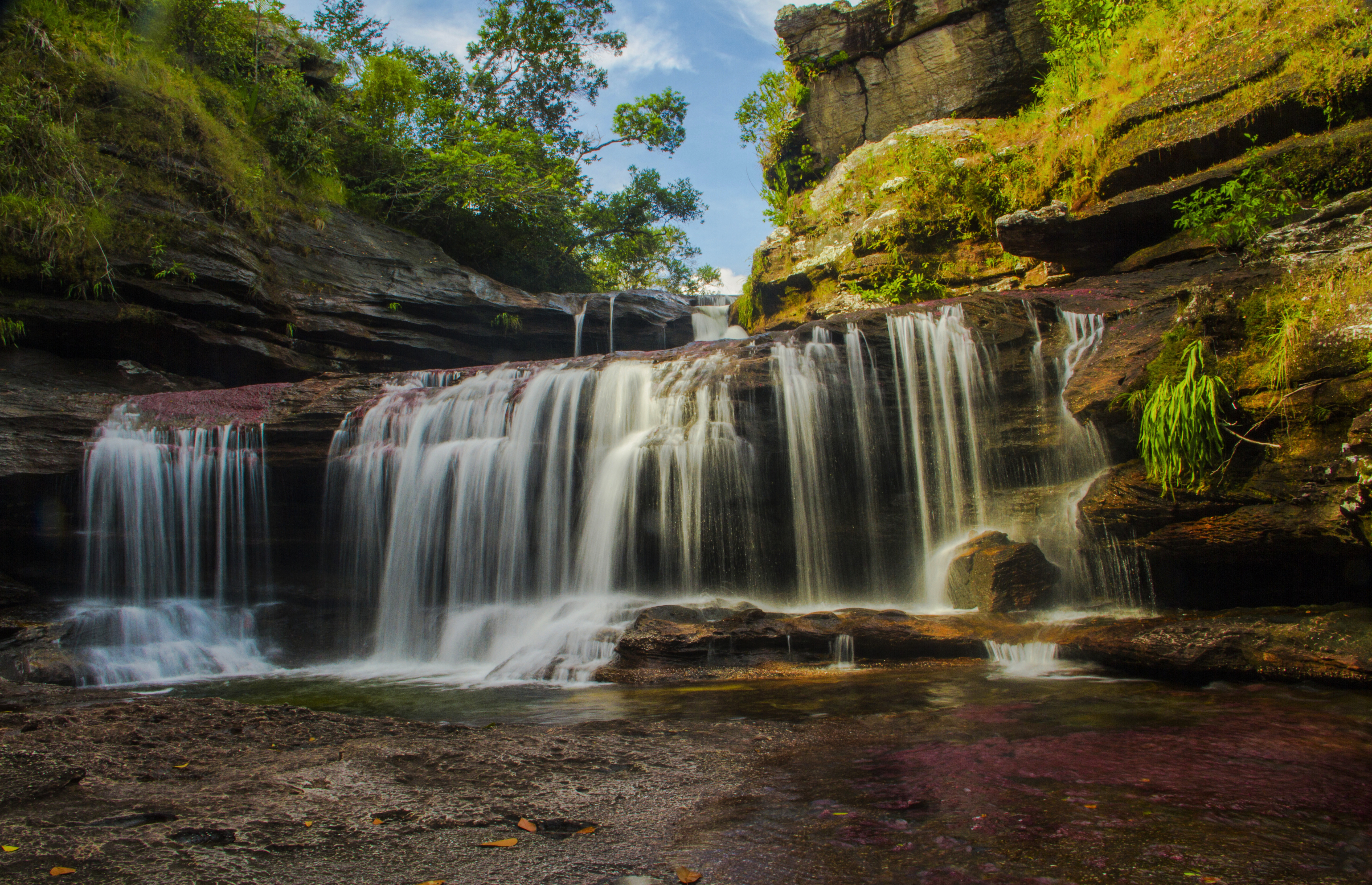 Japón bajó el Nivel de Alerta para viajar a Caño Cristales en Colombia, una apuesta a la seguridad en el país 