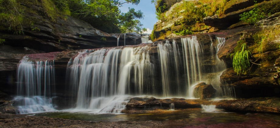 Japón bajó el Nivel de Alerta para viajar a Caño Cristales en Colombia, una apuesta a la seguridad en el país 